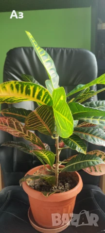 Продавам цветя Кротон – големи, 3 бр. налични, снимка 3 - Стайни растения - 50715178