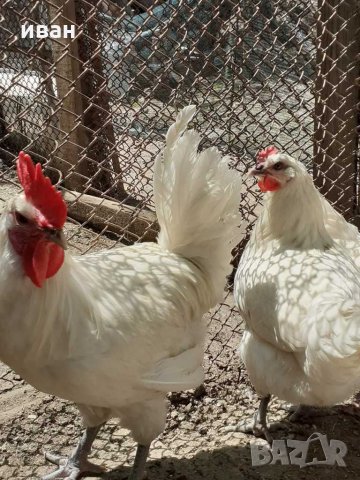Бяло брезе -оплодени яйца , снимка 11 - Кокошки и пуйки - 28217464