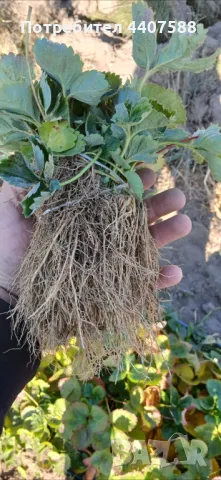 Разсад ягоди , снимка 7 - Разсади - 49528498