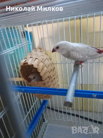 Диамантени амадини 