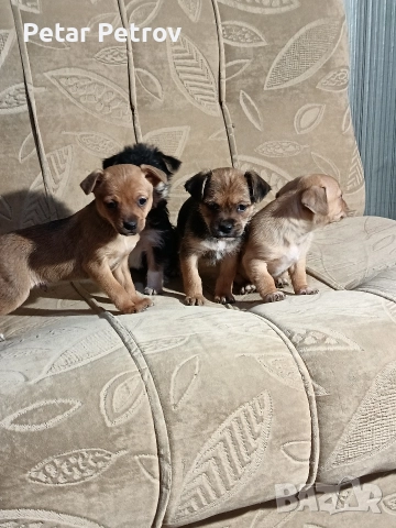 мини чиху пинчер , снимка 16 - Пинчер - 52813031