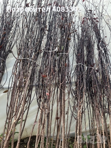 Червенолиста Слива, снимка 4 - Градински цветя и растения - 52057291