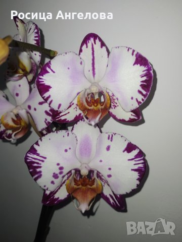Орхидея magic art, снимка 1 - Стайни растения - 43747882