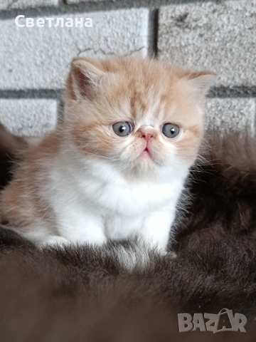 Екзотично късокосместа коте 🐈, снимка 3 - Персийска - 53119277