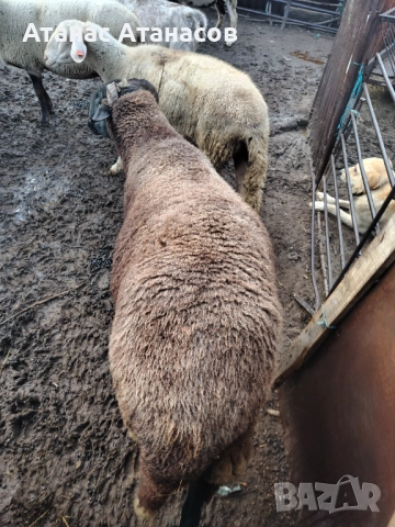 Редовен коч, снимка 2 - Овце - 52852444