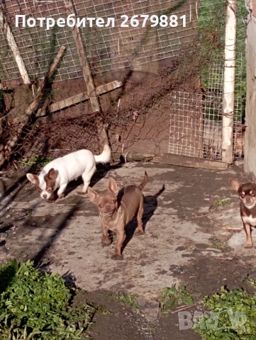 Чихуахуа - добри майки, снимка 3 - Чихуахуа - 52472489