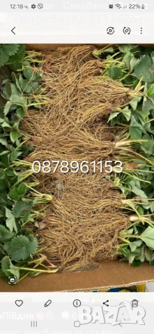 Разсад ягоди и малини , снимка 10 - Разсади - 53281312