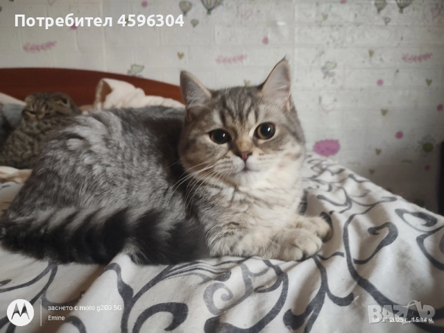 Британски котенца , снимка 7 - Британска късокосместа - 52506056