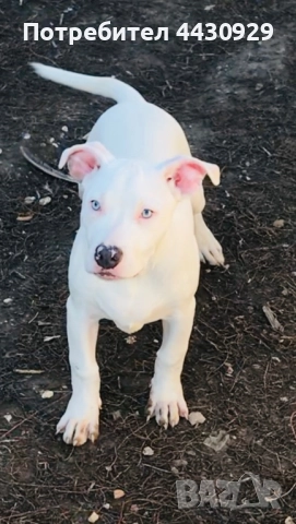 American Bully XL, снимка 5 - Други - 52497819
