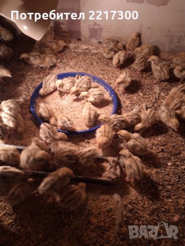 Продавам пъдпъдъци , снимка 6 - Кокошки и пуйки - 32479209