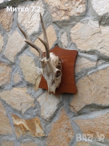 Ловен трофей от сръндак, снимка 3 - Други - 37542518