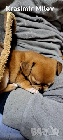 малко момченце мини чихуа, снимка 8 - Чихуахуа - 52515787