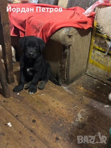 Голдан ретривър и немска овчарка, снимка 13 - Немска овчарка - 53596497