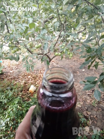 Сироп от черен бъз . Бран в екологично чист район