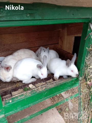 продавам. зайци,калифорнийски на два месеца 