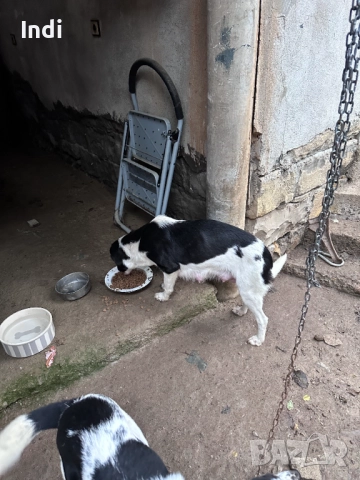 Кученца, снимка 5 - Други - 52733936