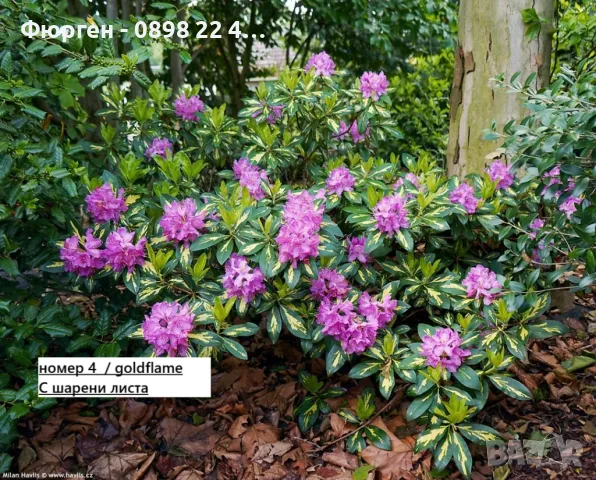 Рододендрон, снимка 4 - Разсади - 45012912