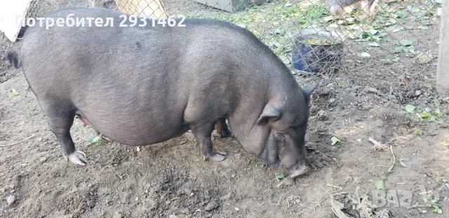   70. LV.  15 KG.  VIETNAMSKI  PRASENCA , снимка 4 - Прасета - 48201871