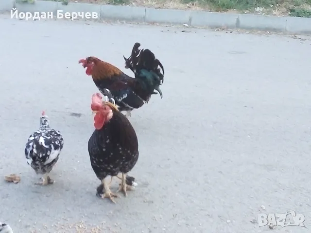 Японски петлета