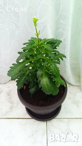 комплект цветя 10 евро , снимка 2 - Стайни растения - 53144264