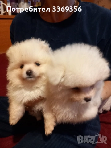 продавам малки мини померани , снимка 3 - Померан - 53351761