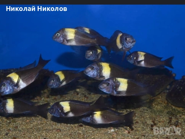 Африкански Цихлиди Танганика, снимка 6 - Рибки - 51768238