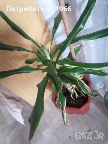 Драцена и Дебела Мара в цъфтеж ! , снимка 4 - Градински цветя и растения - 51774993