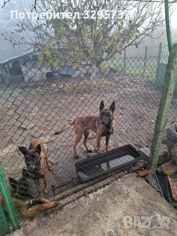 Белгийска овчарка Малиноа, снимка 2 - Белгийска овчарка - 52827626