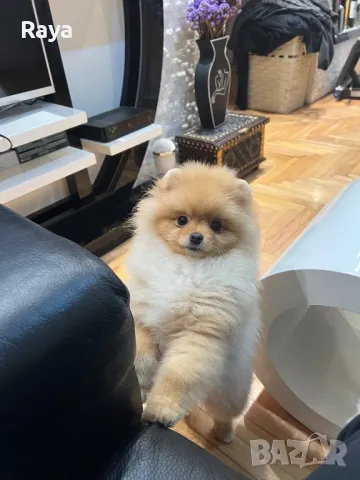 Померани със и без родословие, снимка 3 - Померан - 40676047