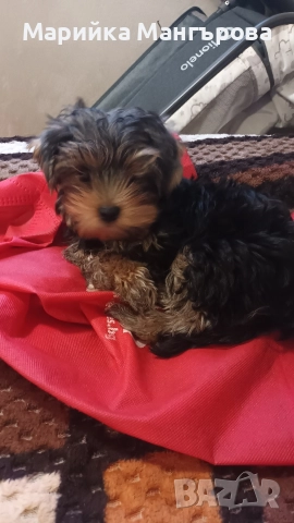 Мъжки мини йорки , снимка 5 - Йоркширски териер - 52923794