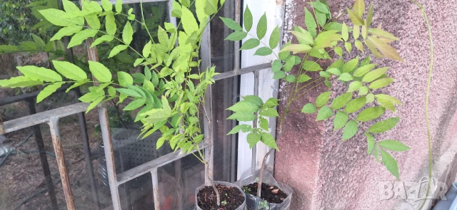 Вистерия/ глициния, снимка 10 - Градински цветя и растения - 51414363