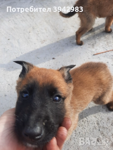 Белгийска овчарка Малиноа , снимка 6 - Белгийска овчарка - 52797025