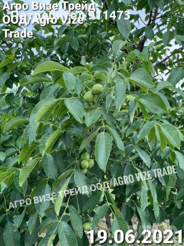 Фиданки орех сорт Чандлър, снимка 5 - Разсади - 35102903