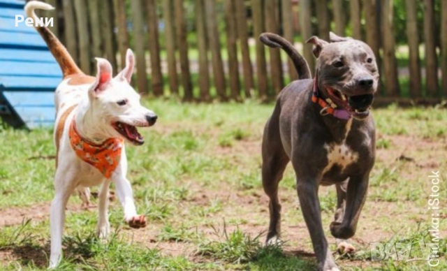 Разходка на кучета-12 лева! , снимка 2 - Други услуги - 52406977