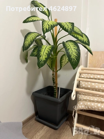 Декоративно растение Дифенбахия, снимка 2 - Декорация за дома - 53215523