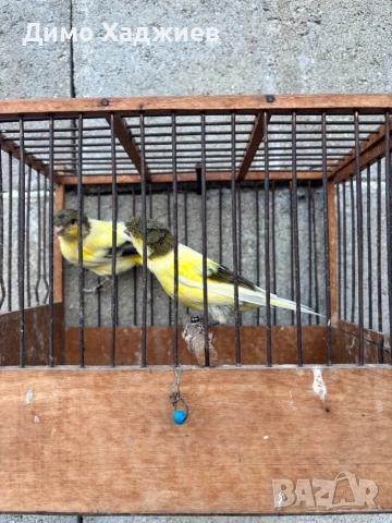 Продавам канари - канарчета , снимка 7 - Канари - 51264689