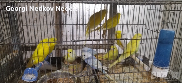 Продавам вълнисти папагали