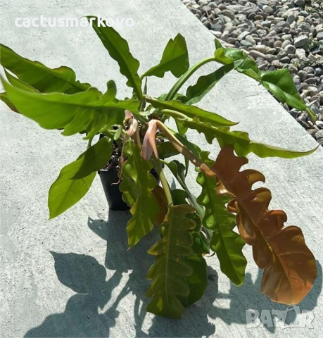 Philodendron Golden Crocodile