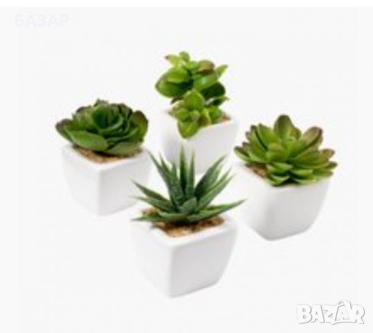 Сукуленти, снимка 3 - Градински цветя и растения - 27254664