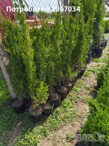китайска дървовидна хвойна спартан, снимка 3 - Градински цветя и растения - 49920602
