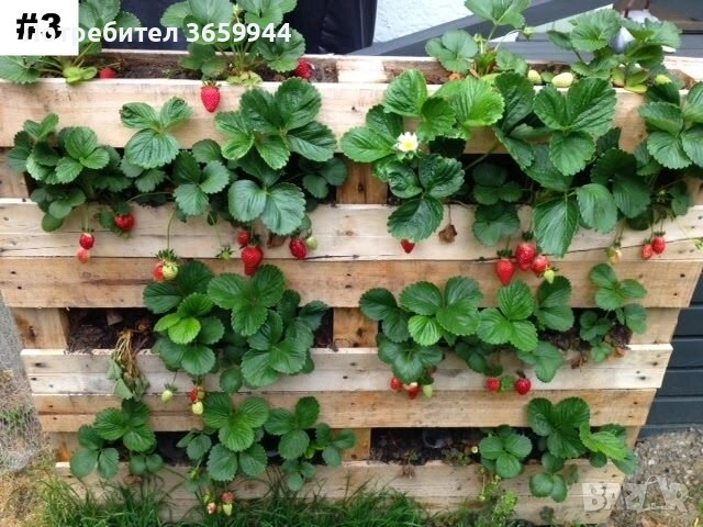 Предлагам расад ягуди и малини, снимка 6 - Разсади - 52136594