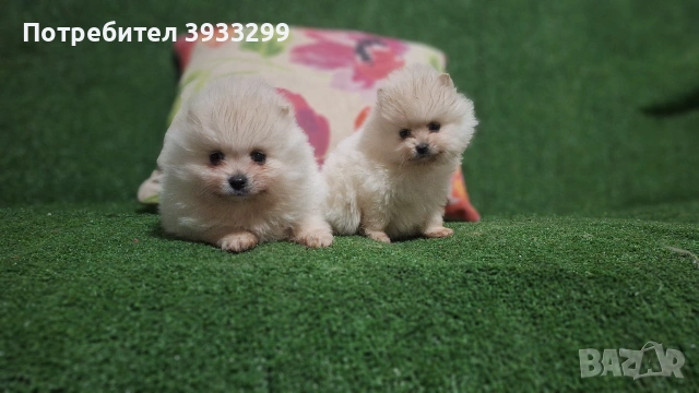 Померан мини померанчета , снимка 2 - Померан - 53411034