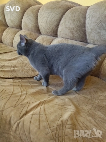 Британска Късокосместа