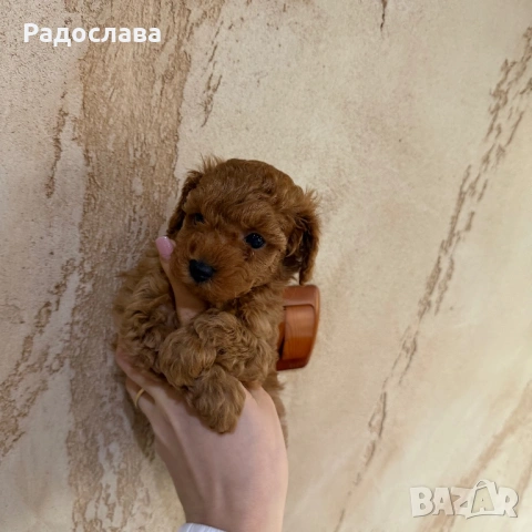 Той пудел момченце и момичета, снимка 7 - Пудели - 51889483