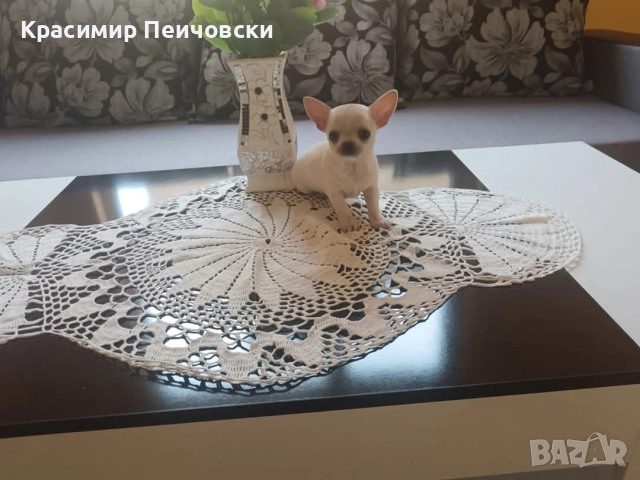 момче чихуахуа 