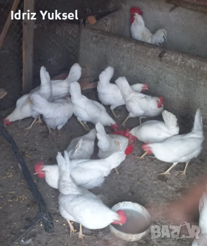 Яйца от легхорн, снимка 6 - други­ - 50812431