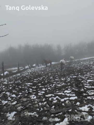 Кобили , снимка 2 - Коне - 53243347