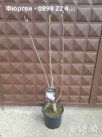 Магнолия Sunrise - жълто с розово, снимка 6 - Разсади - 53567034