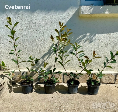 Фотиния Ред Робин 70-80 см, снимка 1