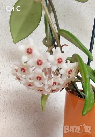 Ароматна 💯 ХОЯ